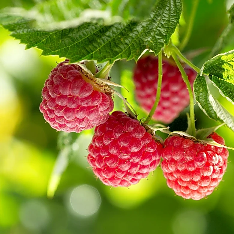 Raspberries Highlighted as Nutrient-Dense Superfood with Health Benefits