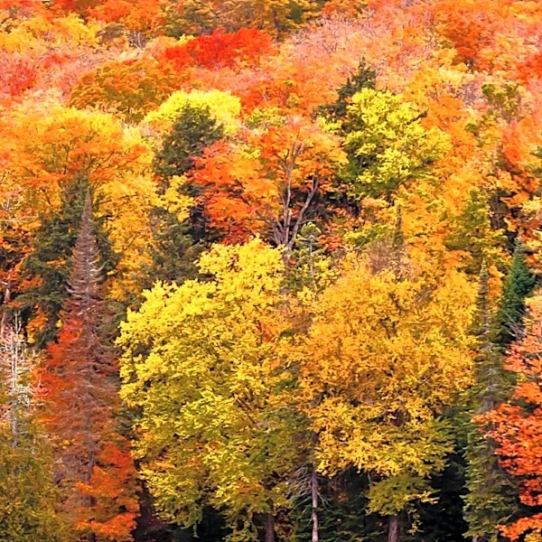 Top U.S. Destinations for Fall Foliage in 2026 Revealed