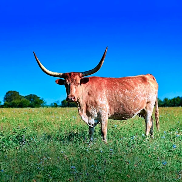 LongHorn Steakhouse President Sells Darden Stock Amid Sales Growth