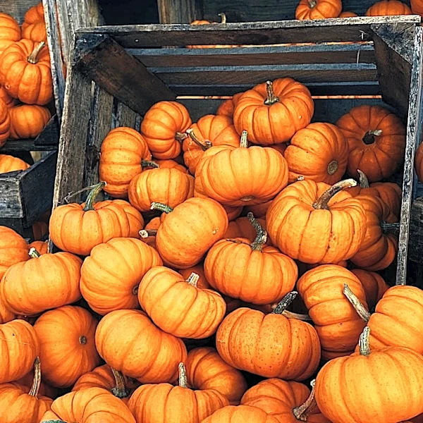 Tractor Supply Unveils Budget-Friendly Fall Decor Collection