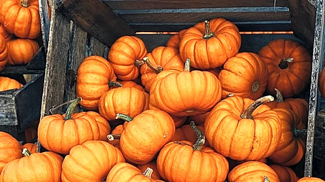 Tractor Supply Unveils Budget-Friendly Fall Decor Collection