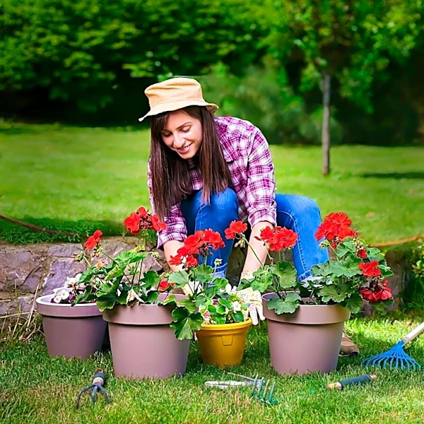 Sustainable Gardening: Propagating Geraniums for Free