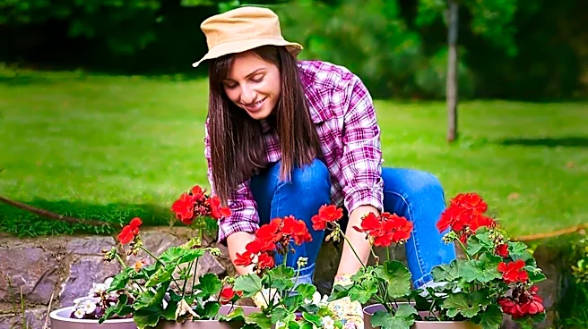 Sustainable Gardening: Propagating Geraniums for Free