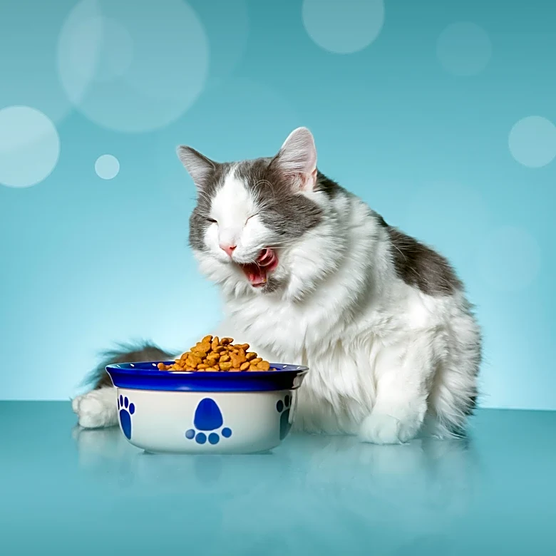Senior Cat Nutritional Supplements: Key Considerations for Owners
