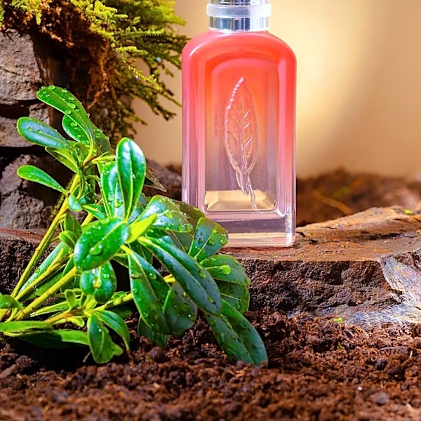 Rhubarb Emerges as a Versatile Note in Modern Fragrances