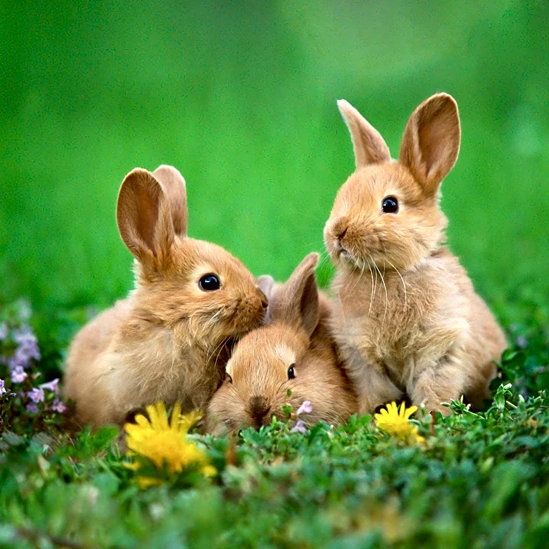 Belinda the Spokesrabbit Shares Heartwarming Story of Wild Rabbit Family