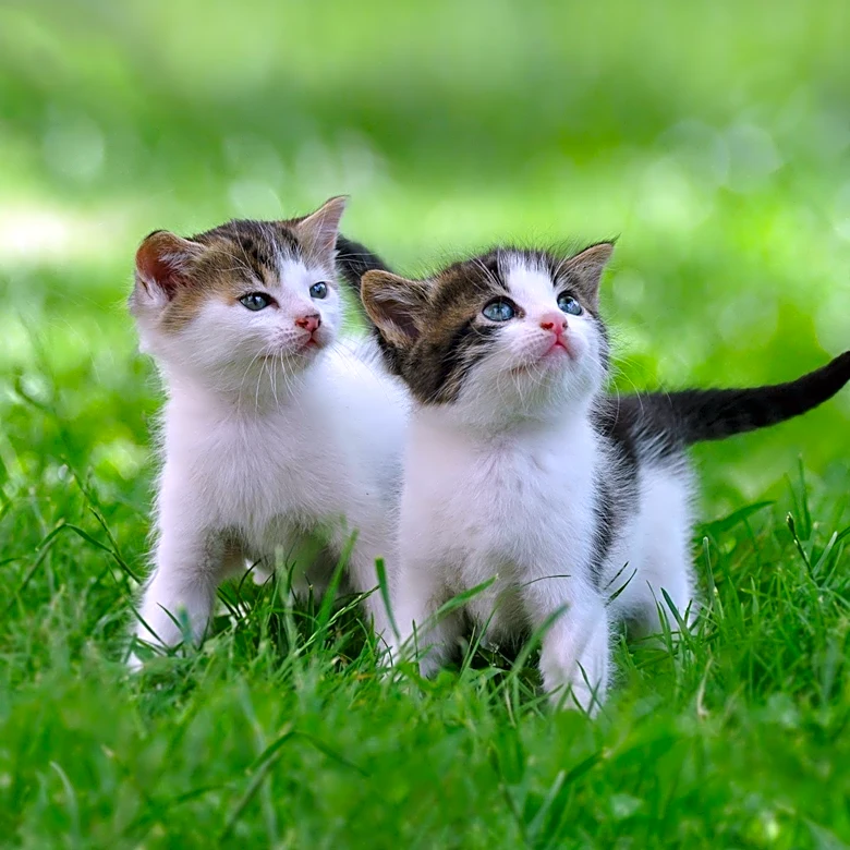 United Paws Rescues and Prepares Kittens Lilo and Stitch for Adoption