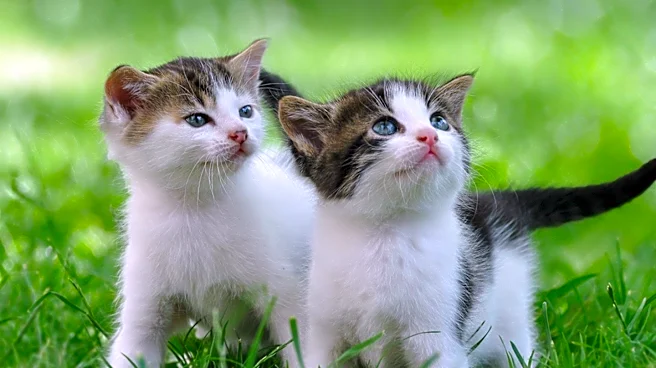 United Paws Rescues and Prepares Kittens Lilo and Stitch for Adoption