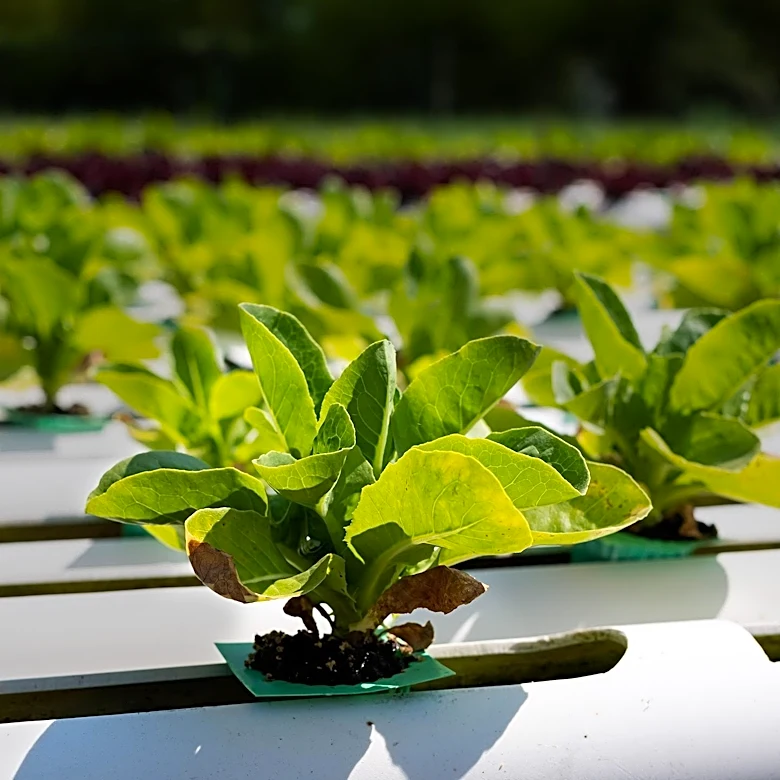 Rigby Seed Company Launches Gardening System to Promote Food Security