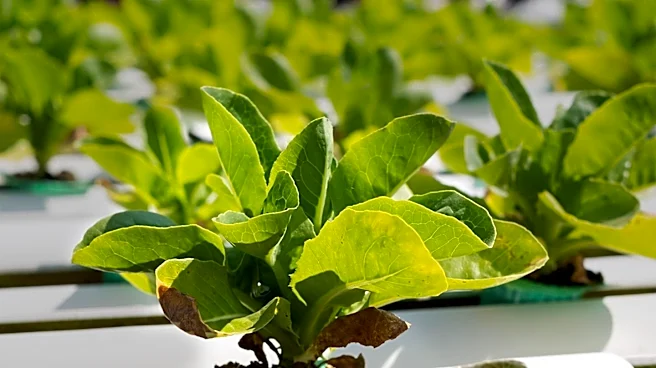 Rigby Seed Company Launches Gardening System to Promote Food Security
