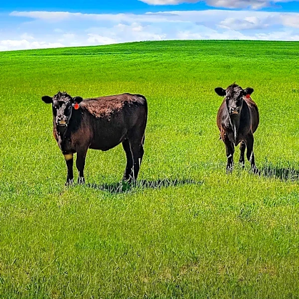 Hassett's Beef Price Forecast Criticized for Overlooking Cattle Cycle Realities