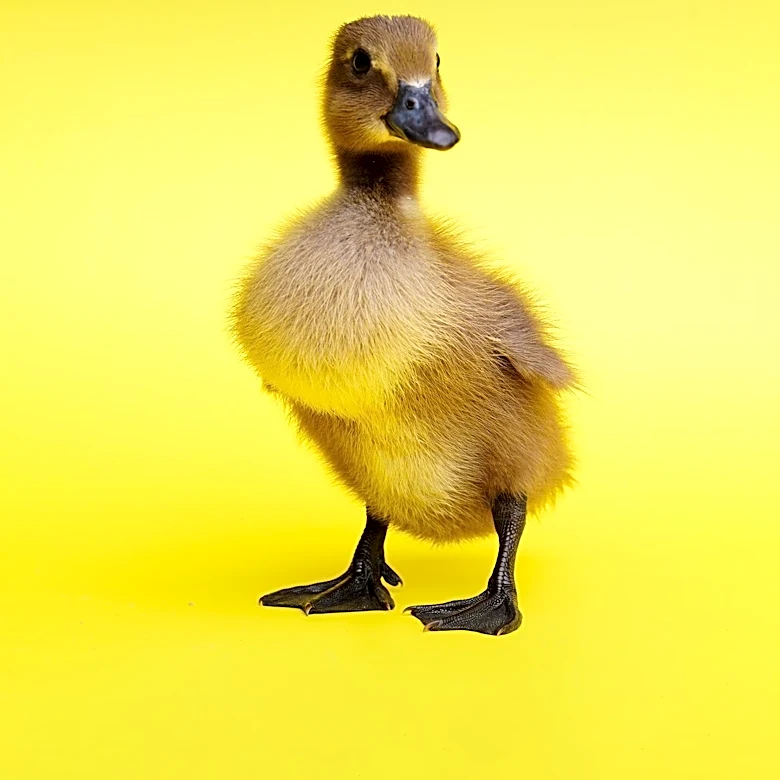 Sheinelle Jones Explores Baby Animals in 'Wild Child' Series on Prime Video