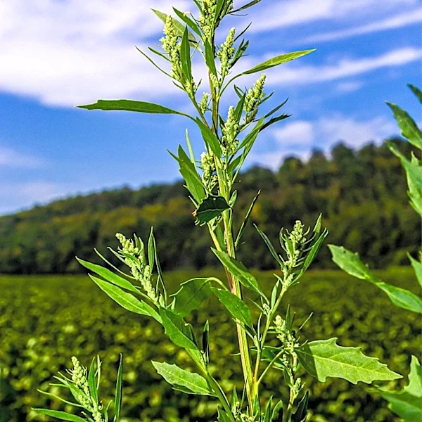 New Federal Hemp Definition Poses Challenges for Vermont Industry