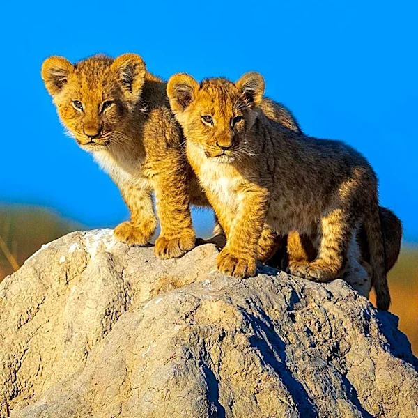 National Geographic's 'LION' Series to Premiere, Showcasing Lion Cub's Journey