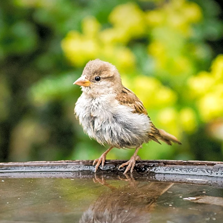Natural Vinegar Solution Simplifies Birdbath Maintenance for Gardeners