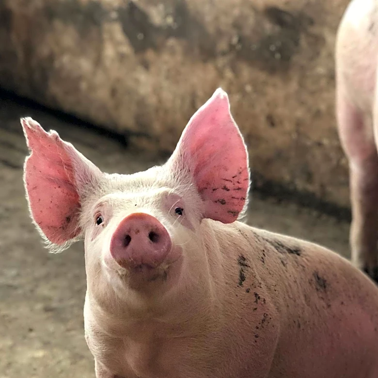 Bona Vista Farms Hosts 'Keeper Pen' Gilt Sale Offering Elite Breeding Stock
