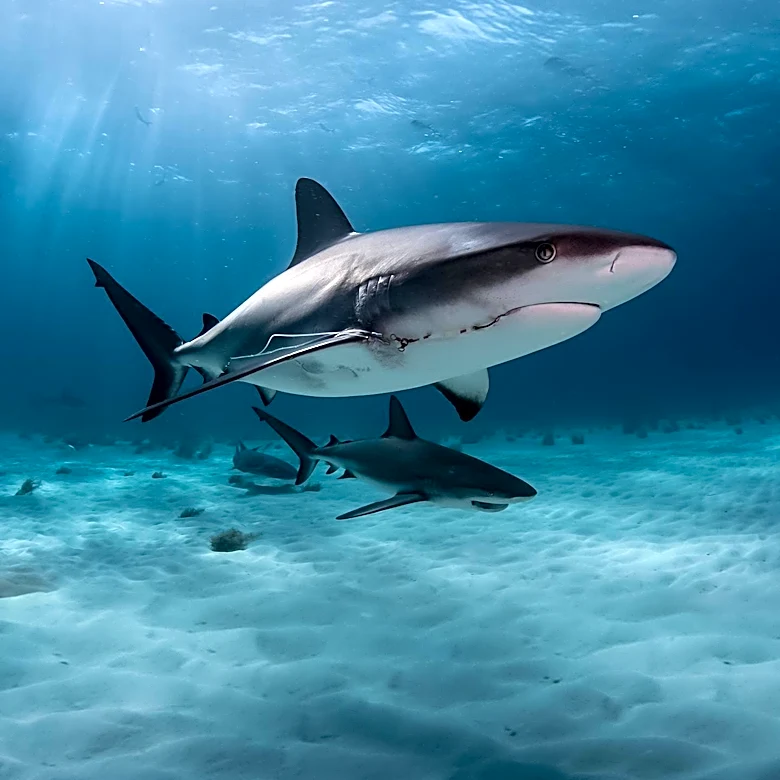 Underwater Photographer Emma Casagrande Captures Shark Imagery for Global Audiences