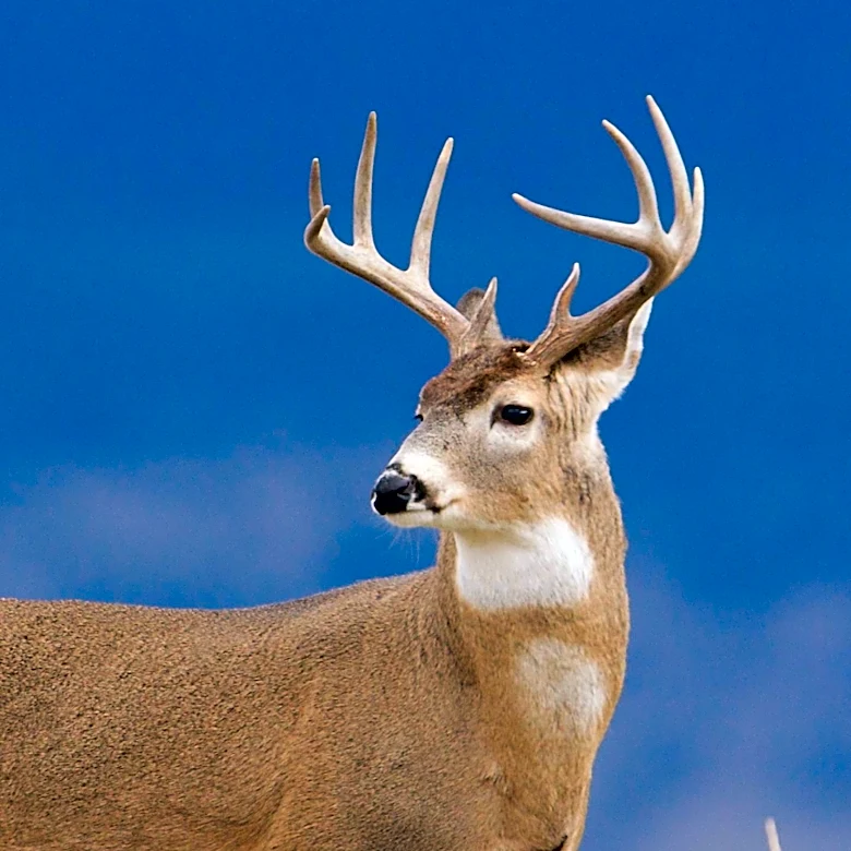 Unconventional Deer Hunting Tactics Prove Effective