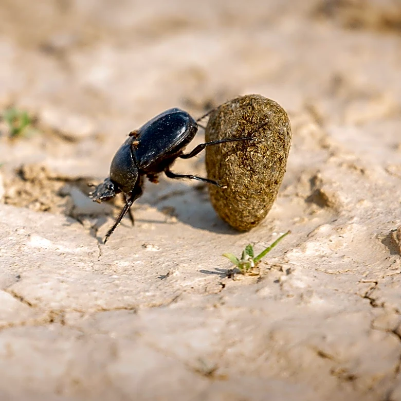 ESPN Reporter Lindsey Thiry Encounters Figeater Beetle at Rams Camp