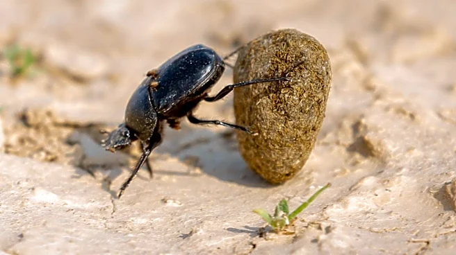 ESPN Reporter Lindsey Thiry Encounters Figeater Beetle at Rams Camp