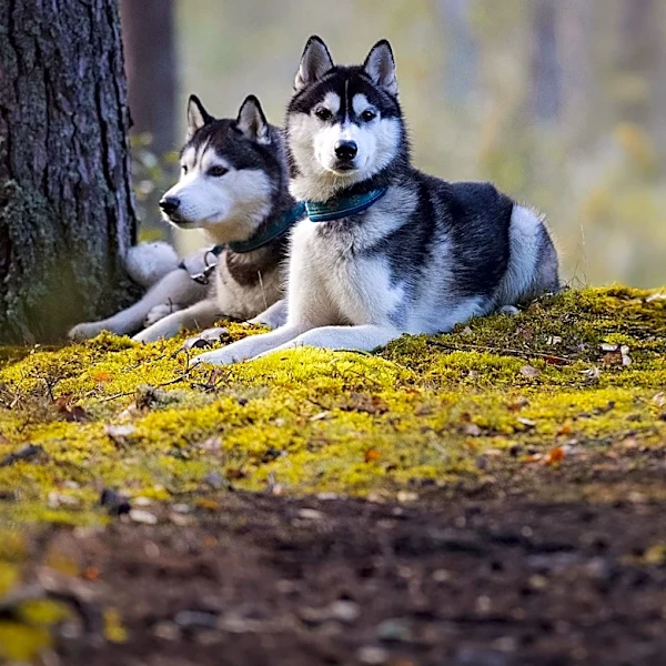 GPGI Faces Securities Fraud Allegations Over Husky Technologies Acquisition