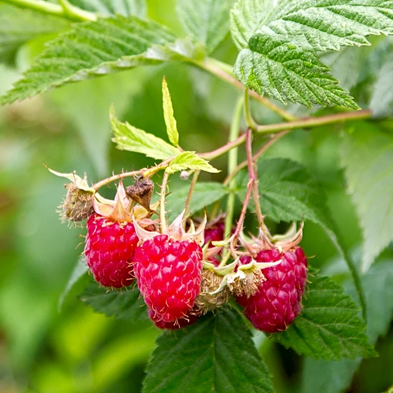 Gardeners Advised on Essential August Tasks for Raspberry Plants to Ensure Optimal Harvest