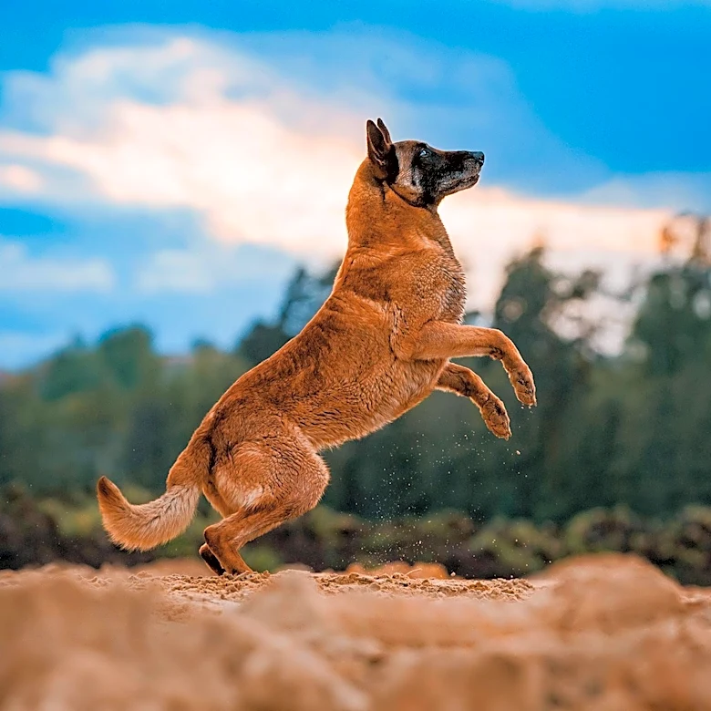 Training Programs Aim to Protect Dogs from Venomous Snake Bites in the U.S.