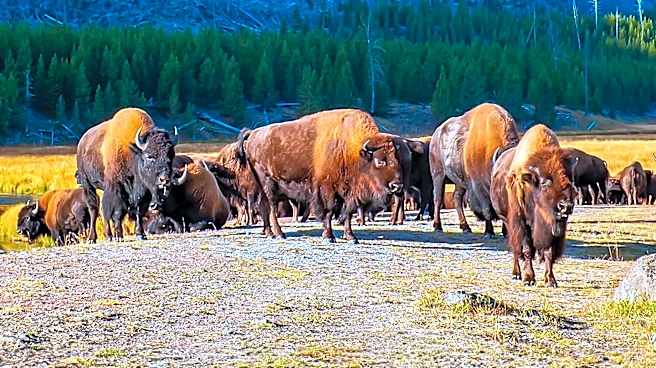 Viral Yellowstone Bison Video Highlights Ongoing Visitor Safety Concerns