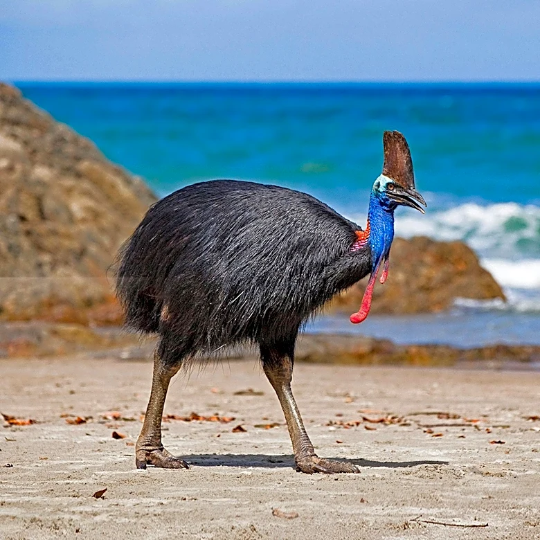 Cassowaries: Modern-Day Birds Resembling Dinosaurs