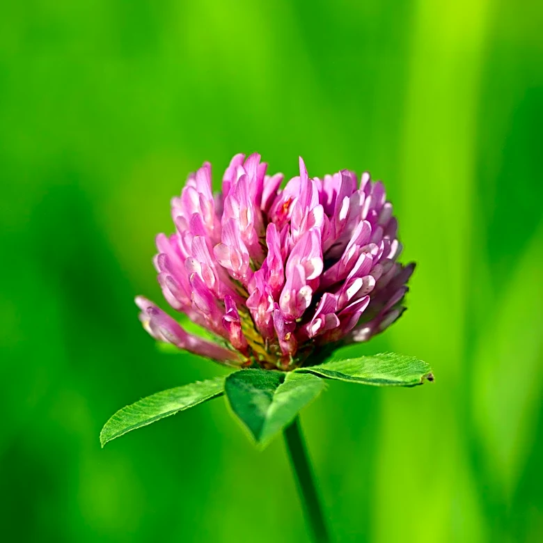Strawberry Clover Offers Low-Maintenance Lawn Alternative with Pink and White Blooms
