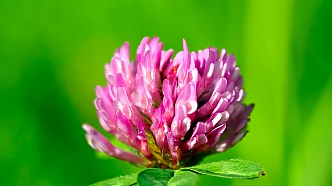 Strawberry Clover Offers Low-Maintenance Lawn Alternative with Pink and White Blooms