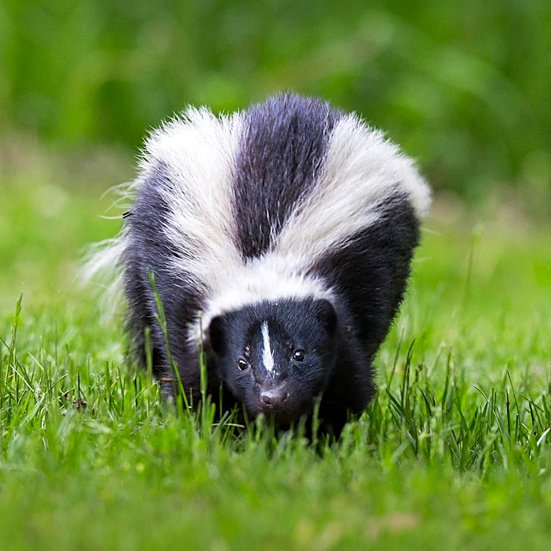 Strategies to Deter Skunks by Removing Food Sources from Yards