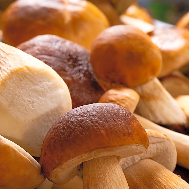 Mushrooms Highlighted for Their Environmental and Nutritional Benefits