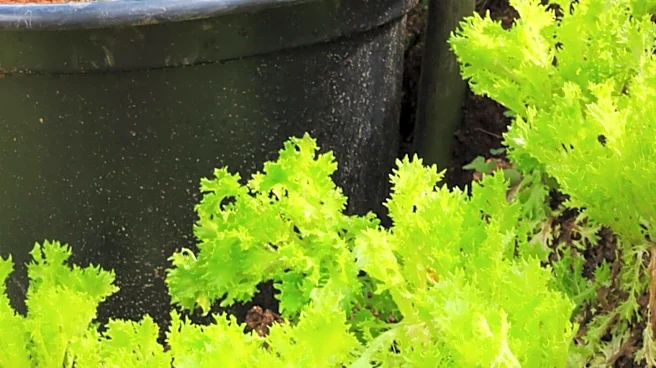 Container Gardening: Effective Watering Techniques for Tomato Plants