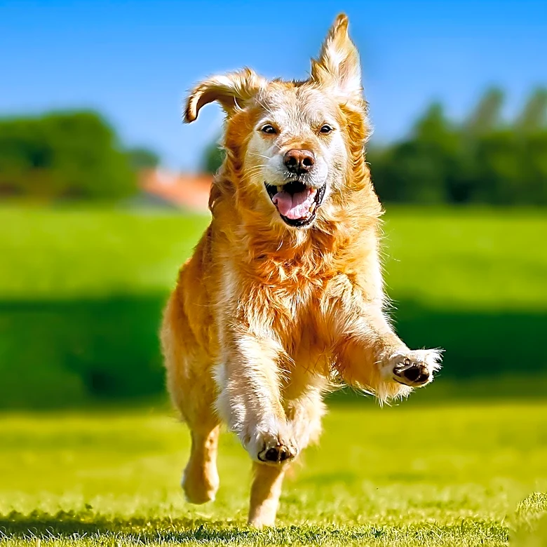 Golden Retriever's Unique Walking Rule Delights Viewers