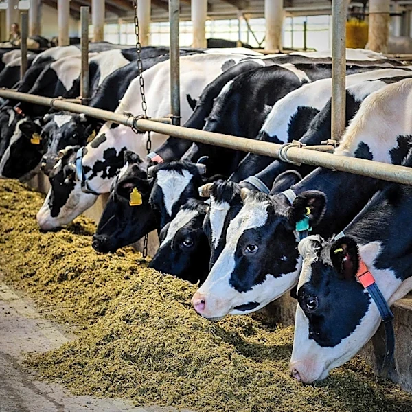 Ohio Feed Prices Rise Amid Economic Challenges for Dairy Farmers