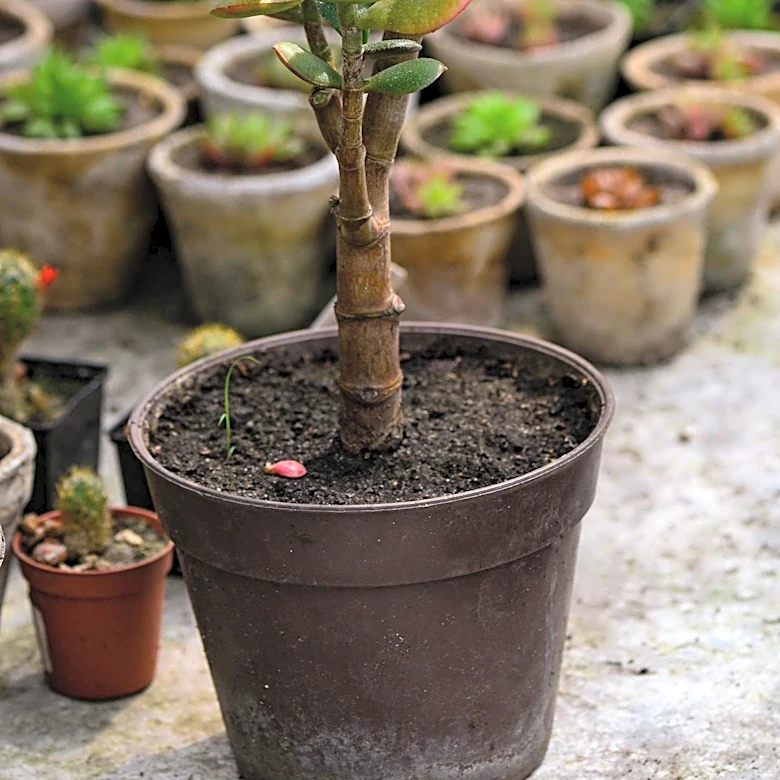 August Care Tips for Jade Plants to Ensure Healthy Growth