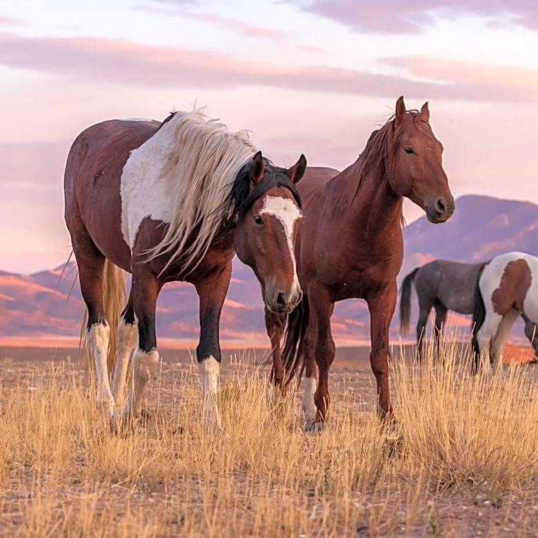Fall Film Festivals Anticipate Oscar Contenders with Steve Buscemi's 'Wild Horse Nine'