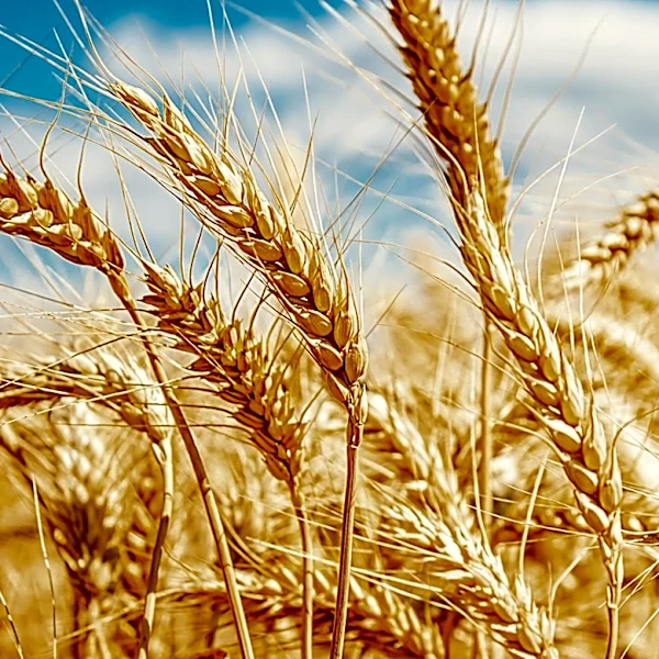 Wheat Futures Show Strength Amid Market Volatility