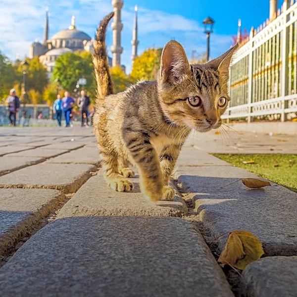 Istanbul's Street Cats: A Symbol of Cultural Coexistence and Community