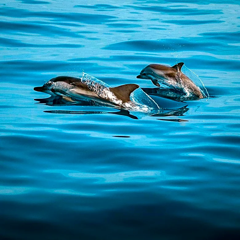 Buxton, North Carolina: A Prime Spot for Dolphin Watching in 2026
