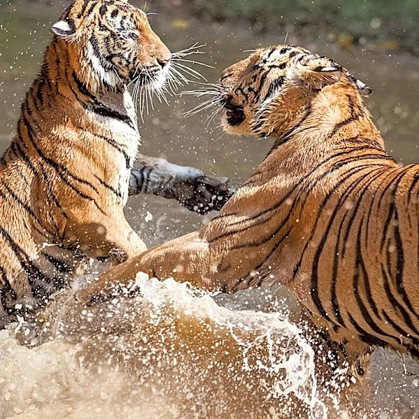 Prime Video Documentary 'Dethroned' Explores Threats to Big Cats