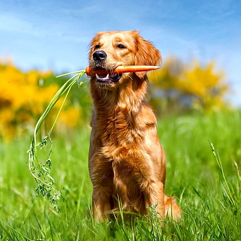 Matt Baker's Petcast Offers Wholesome Celebrity Interviews with Animal Lovers