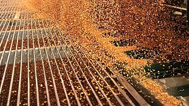 Corn Prices Rise Amidst Export Sales and Crop Production Reports