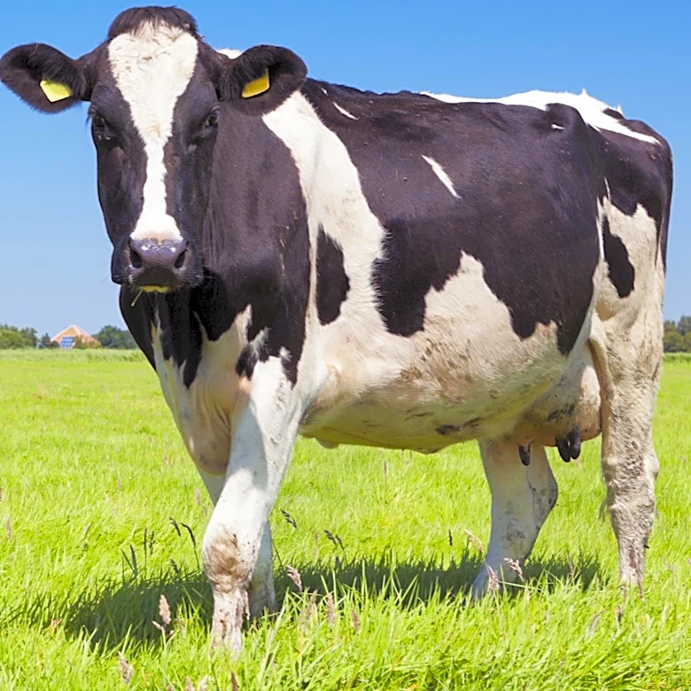 Nearly 30,000 Pounds of Argentine Beef Recalled in U.S. Over Inspection Lapse