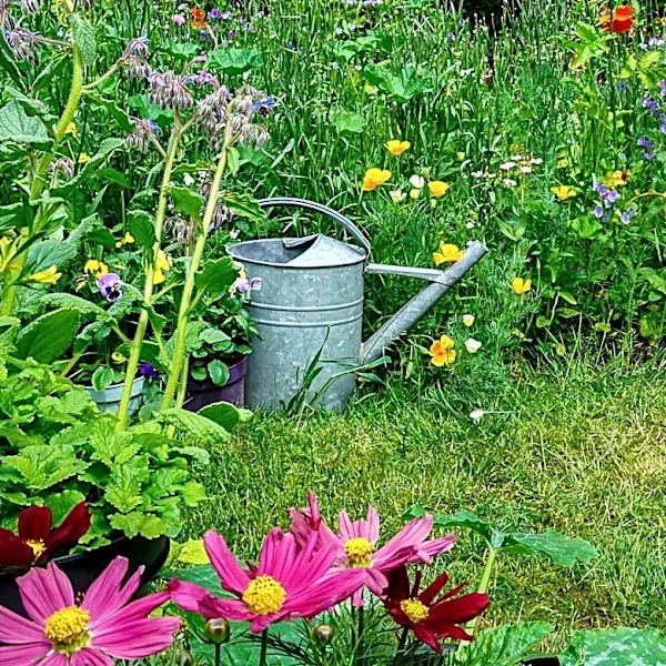 Resilient Late-Summer Plants Offer Color and Durability After Heatwaves