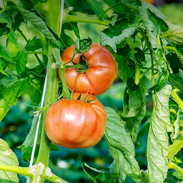 Reviving Tomato Plants in Late Summer: Essential Tips for Gardeners