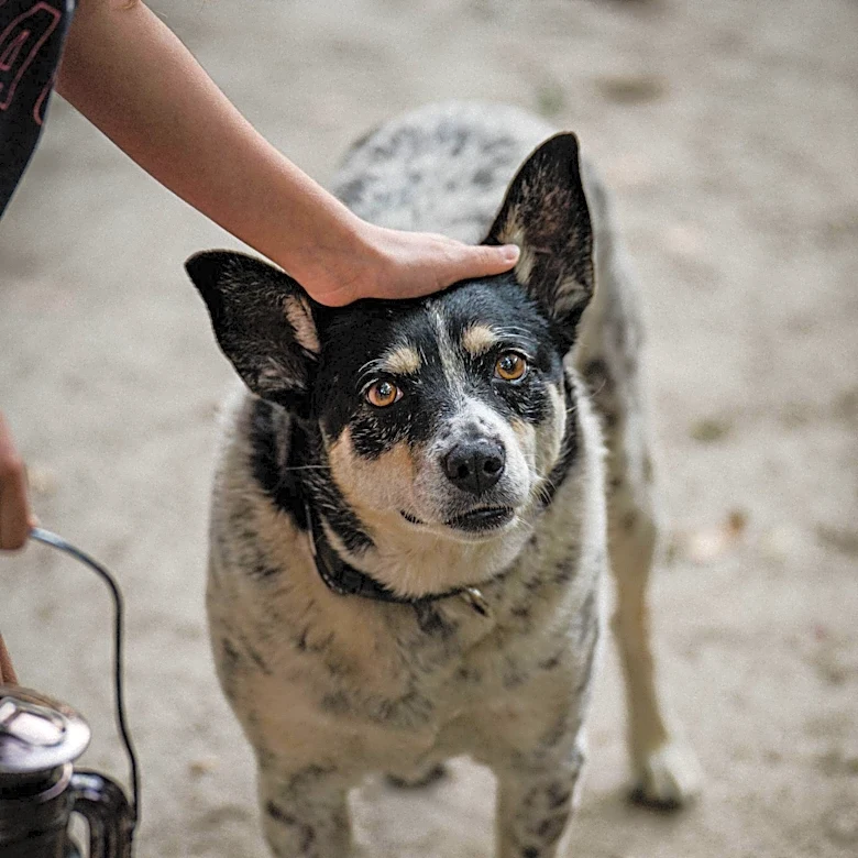 Study Explores 15,000-Year Evolutionary Relationship Between Humans and Dogs