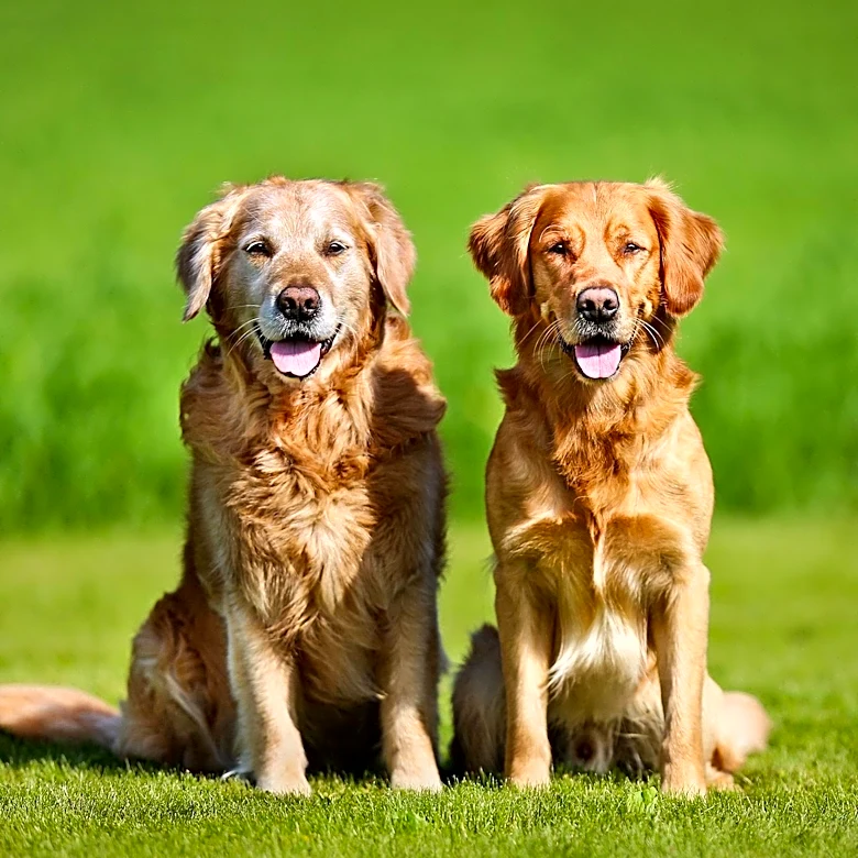 Chiropractic Care Offers Non-Pharmaceutical Relief for Senior Dogs