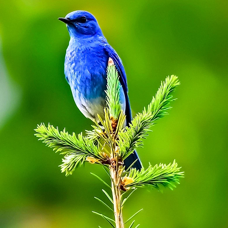 Indiana's Nature Sanctuaries Offer Unique Bird Watching Opportunities